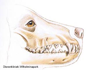 Normaal gebit hond. Plaatje van Hill's Pet Nutrition